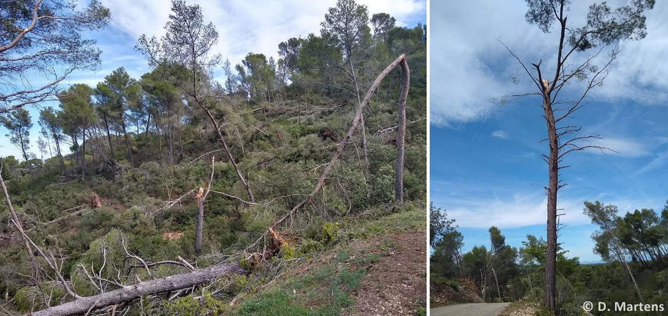 Tornade EF1 à Saint-Etienne-du-Grès (Bouches-du-Rhône) le 7 septembre 2022