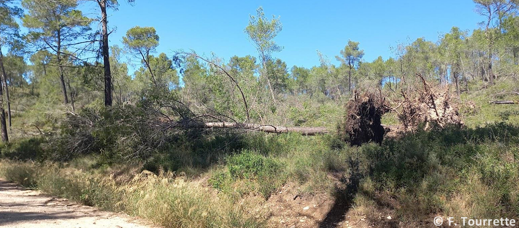 Tornade EF1 à Saint-Rémy-de-Provence (Bouches-du-Rhône) le 7 septembre 2022