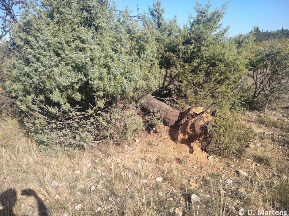 Tornade EF1 à Saint-Rémy-de-Provence (Bouches-du-Rhône) le 7 septembre 2022