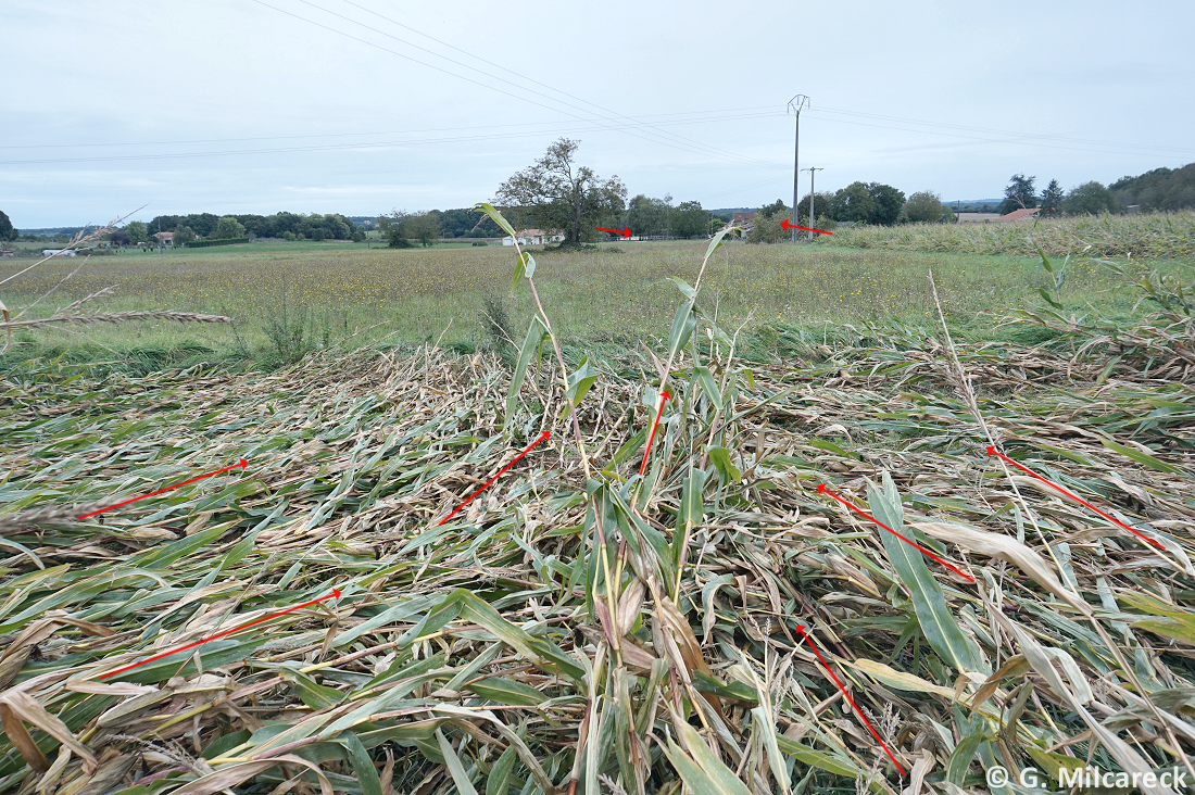 Tornade EF0 à Agris (Charente) le 27 septembre 2024