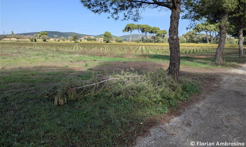 Tornade EF1 à Frontignan (Hérault) le 27 octobre 2024