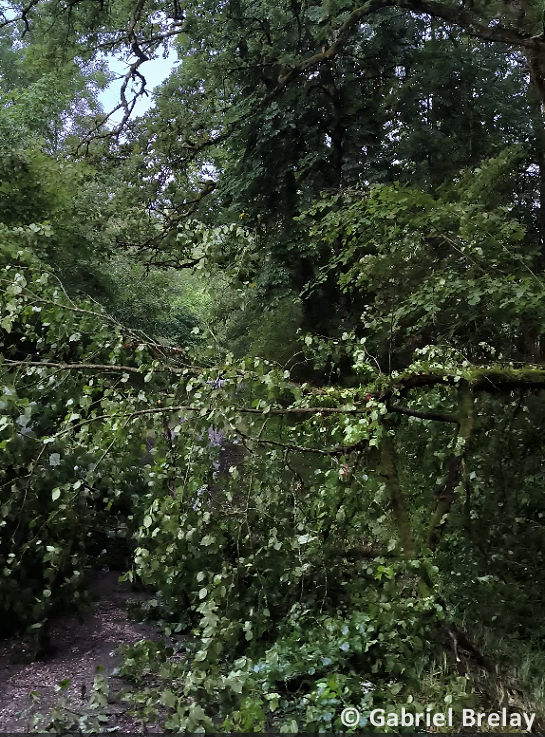 Tornade EF0 à Montigny-Montfort (Côte-d'Or) le 20 juin 2024