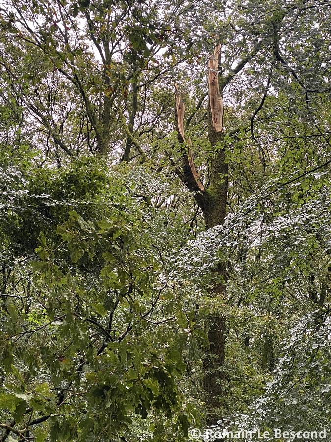 Tornade EF0 à Saint-Bômer-les-Forges (Orne) le 7 septembre 2024