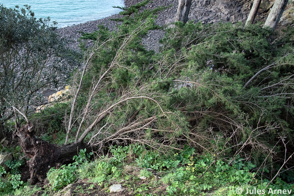 Tornade EF0 à Saint-Malo (Ille-et-Vilaine) le 20 novembre 2024