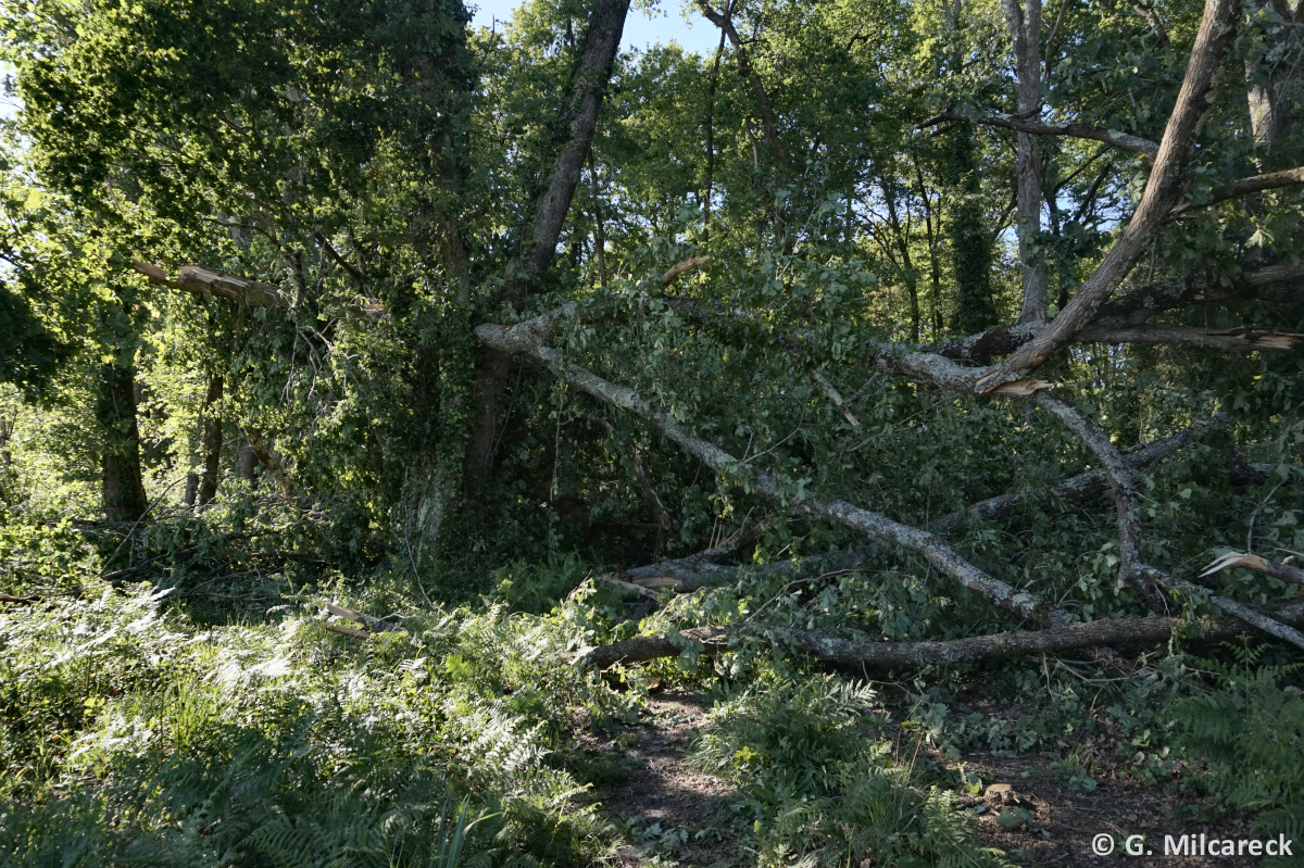 Tornade EF0 à Saint-Paul-lès-Dax (Landes) le 27 avril 2024