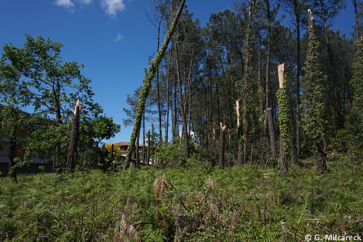 Tornade EF0 à Saint-Paul-lès-Dax (Landes) le 27 avril 2024