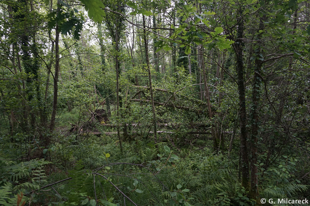 Tornade EF0 à Saint-Paul-lès-Dax (Landes) le 27 avril 2024