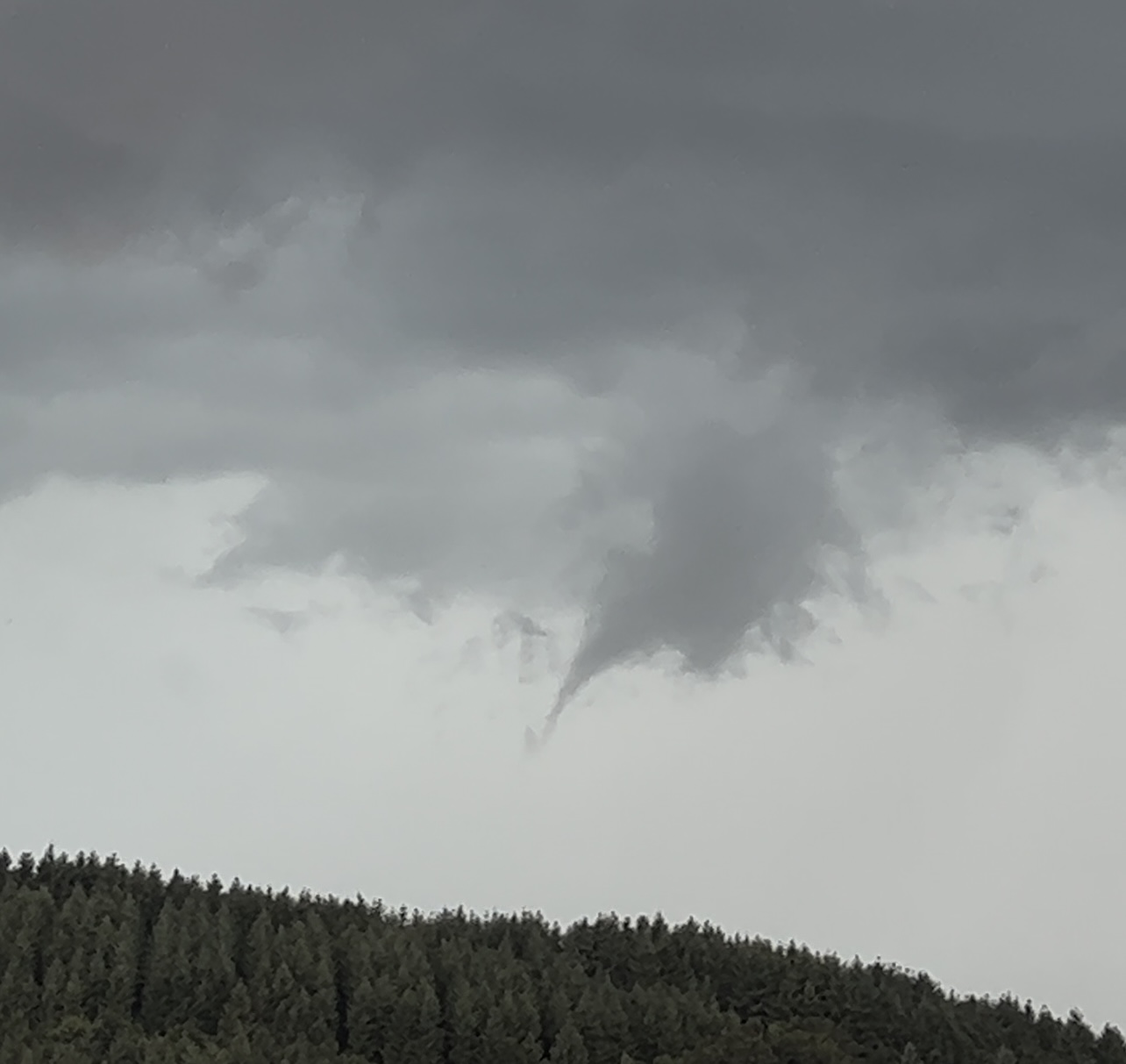 Tuba observé à Thizy dans le haut beaujolais ! - 15/07/2024 16:05 - Mathieu Proton