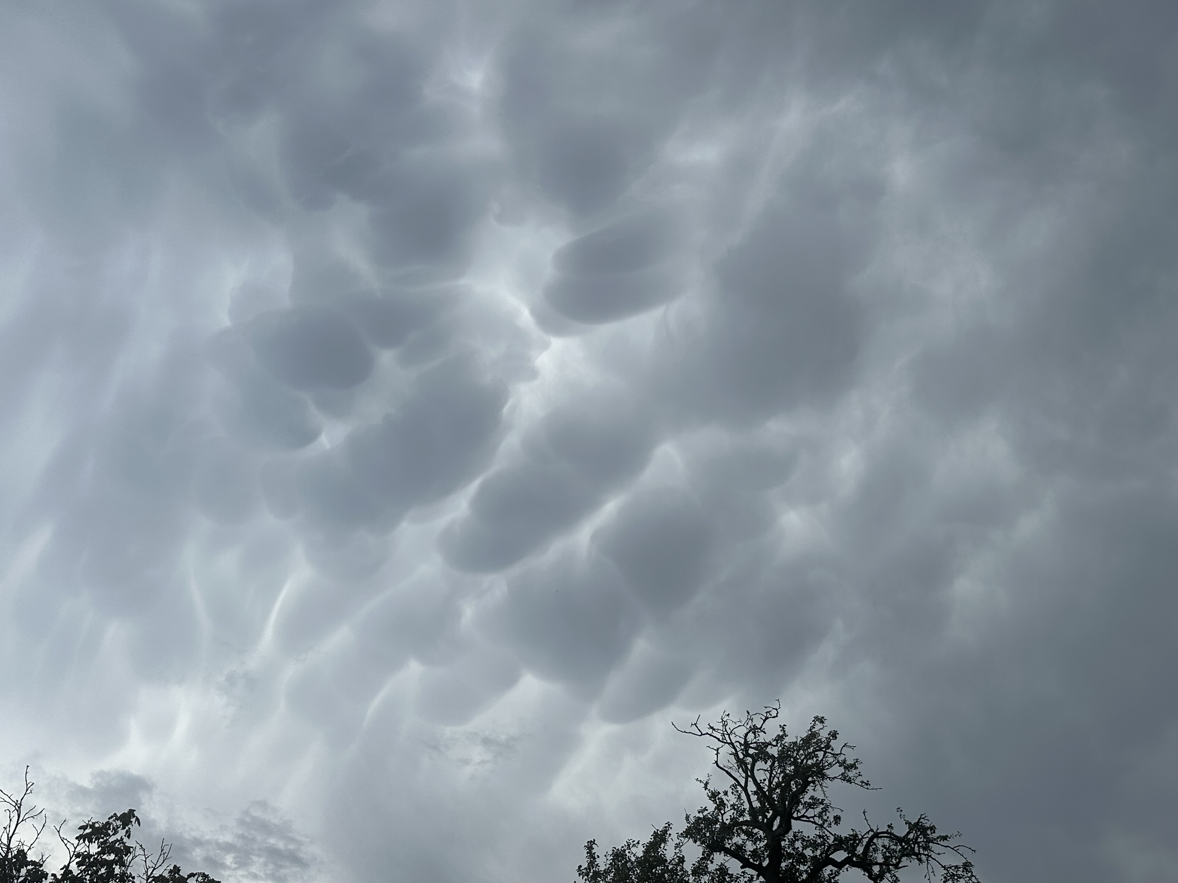 Apparition de mamatus en avant des orages qui grondent dans le ciel Normand - 31/07/2024 16:40 - Frédéric Lesur