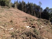 Dommages consécutifs à une très violente microrafale sur la commune de Daigny (Ardennes). Aucun arbre n'a été épargné dans une zone large de 150 mètres et longue de 500 mètres environ. Les abords de cette zone frappée sont intacts - 14/07/2010 16:30 - Laurent LE MEN