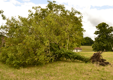 Microrafales D2 meurtrières entre Mensignac et Biras (Dordogne) le 21 mai 2014