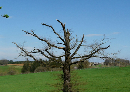 Tornade EF1 à Privezac (Aveyron) le 5 décembre 2008